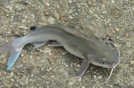 牙签鱼的产地分布在哪里，牙签鱼产地分布在哪里