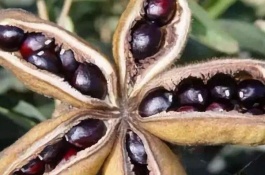 油牡丹的定义|产地和品种介绍