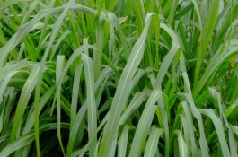 养兔子哪种牧草比较好，兔是草食动物