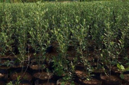 橄榄有哪些主要品种