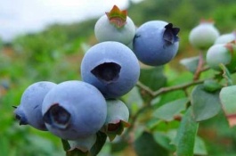 扎兰屯市有哪些特产,扎兰屯沙果