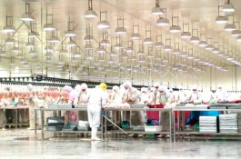 煮熟饲料喂养的猪和生饲料喂养的猪有什么区别,青绿多汁饲料