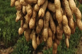 花生怎么管理才能高产，花生高产用什么肥料好