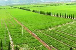 介绍西红柿品种，种植前景好