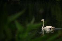 小暑即将来临,你知道这些习俗和养生要点吗