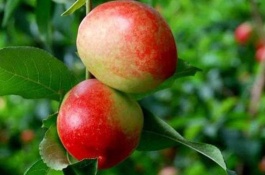 黄肉油桃有哪些品种,黄丹油桃1号