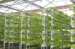 农业种植有哪些好项目