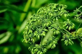 湖南株洲有哪些土特产，炎陵十碗荤