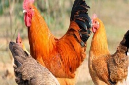 土鸡自配饲料秘方，育雏期用玉米55.5