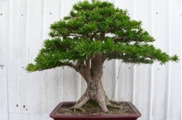 罗汉松有哪些品种,雀舌罗汉松