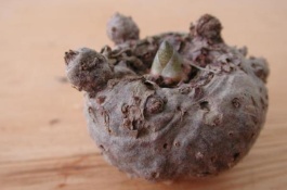 1亩魔芋种植利润分析，1亩魔芋种植利润分析1