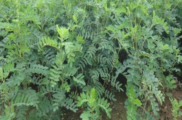 黄芪种植条件，黄芪的栽培技术