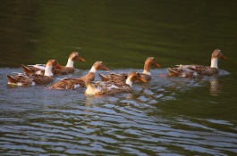 河南信阳有什么特产