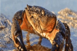 有哪些可食用的贝类海鲜