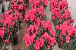盆栽杜鹃花怎么养，盆栽杜鹃花怎么养