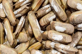 蛤蜊产地及品种介绍，蛏子产地在哪