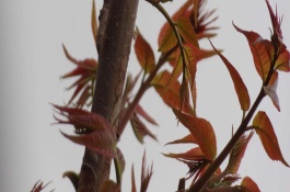 市场上的香椿芽价格很高，如何实现大规模种植