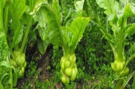 榨菜怎么种植，选择在土质疏松