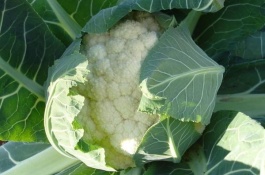 青茎花菜苗的价格是多少,青梗松花菜什么时候种