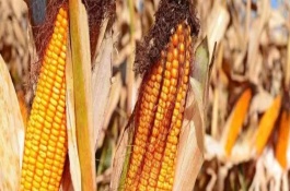 粒农16玉米品种介绍