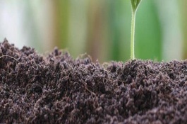 有机肥是什么，有机肥的使用方法及注意事项