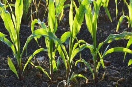 春玉米种植时间和方法