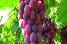 一株黄瓜苗多少钱,黄瓜种植前景如何