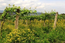 现在种什么最赚钱