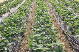 温室种植草莓的成本是多少，种植一亩大棚草莓的收入如何