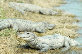 野生石蛙一斤多少钱，石蛙有什么功效