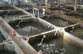 泥鳅一亩的真实产量如何，泥鳅养殖利润分析