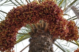 一斤狗枣多少钱，狗枣子多少钱一斤