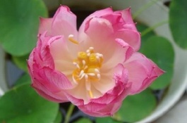 碗莲种植后什么时候会发芽