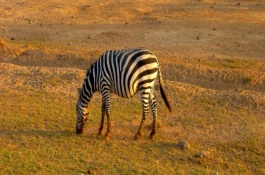 斑马喜欢吃什么食物，斑马的天敌是什么