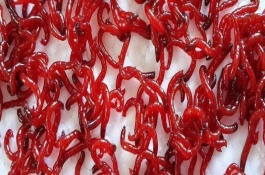 鱼类天然饵料红虫是什么，红虫养殖技术有哪些