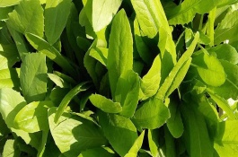 油麦菜和生菜的区别，生长环境区别