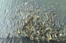 泥鳅鱼苗养殖技术，泥鳅常见的病如何防治