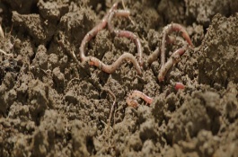 蚯蚓的销路是什么，作为制药原料