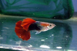 凤尾鱼一斤多少钱，鳊鱼养殖前景