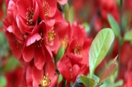 八棱海棠实生苗多少钱一棵，八棱海棠实生苗的培育方法