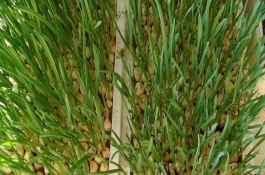 什么时候收获蒜苗，蒜苗怎样种植长得快