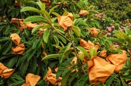 浙江台州有哪些特产，仙居番薯干