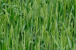 冬小麦除草什么时候好，冬小麦除草注意事项