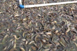 泥鳅一斤多少钱，养泥鳅赚钱么