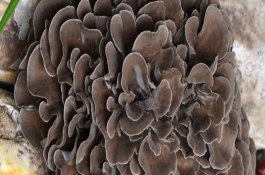 灰树花的市场价格是多少,灰树花的栽培前景与效益