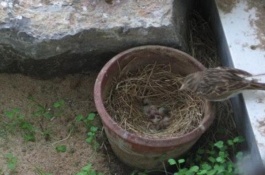 鱿鱼市场价格是多少，鱿鱼网箱养殖方法