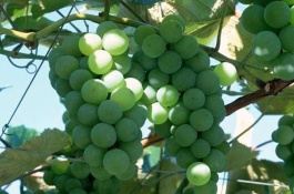 湖南衡阳有什么特产,南岳云雾茶