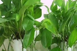 绿萝常见的品种有哪些，哪种绿萝更适合家养