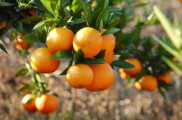 西瓜苗品种大全及价格,沙漠118