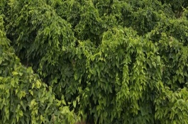 山药后期管理方法，山药的繁殖方法